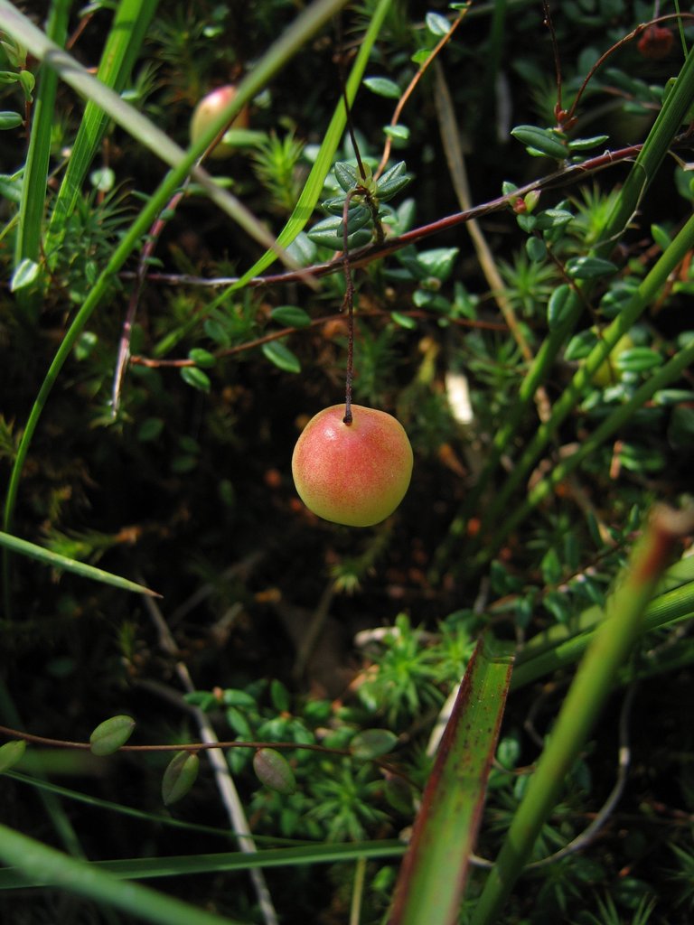 Vaccinium oxycoccos